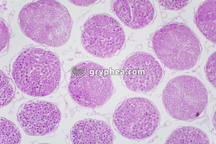 Testicule de Criquet HE x40 - gryphea.org